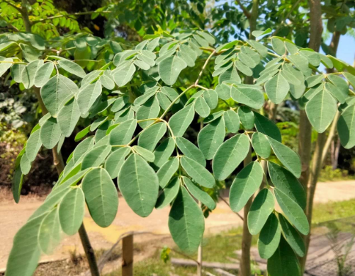 Manfaat Luar Biasa Daun Kelor 